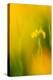 Yellow flag iris, Cornwall, England, UK-Ross Hoddinott-Premier Image Canvas