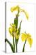 Yellow Flag Iris Flowers-Duncan Shaw-Premier Image Canvas