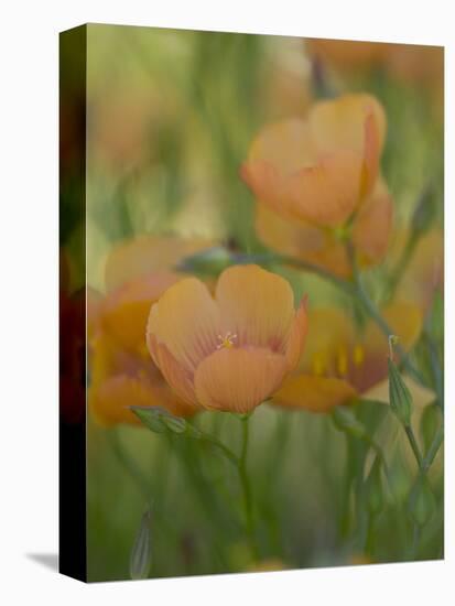 Yellow Flax Along Interstate 35, Near Devine, Texas, USA-Darrell Gulin-Premier Image Canvas