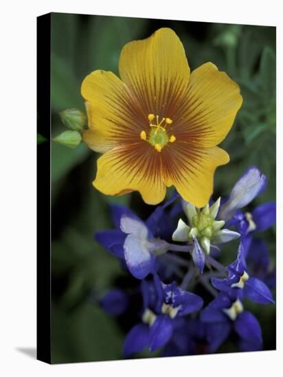 Yellow Flax, Bluebonnets, Moore, Texas, USA-Darrell Gulin-Premier Image Canvas