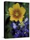 Yellow Flax, Bluebonnets, Moore, Texas, USA-Darrell Gulin-Premier Image Canvas