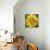 Yellow Flower-Scott Westmoreland-Stretched Canvas displayed on a wall