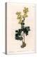 Yellow-Flowered Corydale Variete - Engraved by S.Watts, from an Illustration by Sarah Anne Drake (1-Sydenham Teast Edwards-Premier Image Canvas