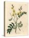 Yellow Flowered Senna or Egyptian Cassia with Seed Pods, Cassia Senna-James Sowerby-Premier Image Canvas