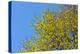 Yellow Flowers on a Blue Sky-null-Stretched Canvas