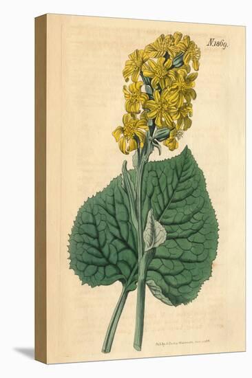 Yellow Flowers Vintage Botanical Print-Piddix-Stretched Canvas
