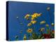 Yellow Flowers-Charles Bowman-Premier Image Canvas