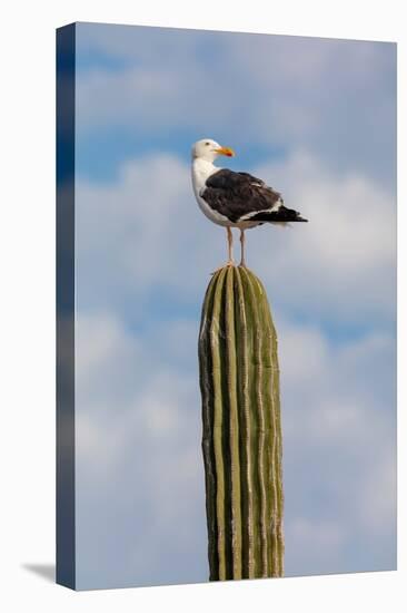Yellow-footed gull perched on Mexican giant cardon cactus, Mexico-Claudio Contreras-Premier Image Canvas