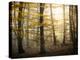 Yellow Forest-Philippe Manguin-Premier Image Canvas
