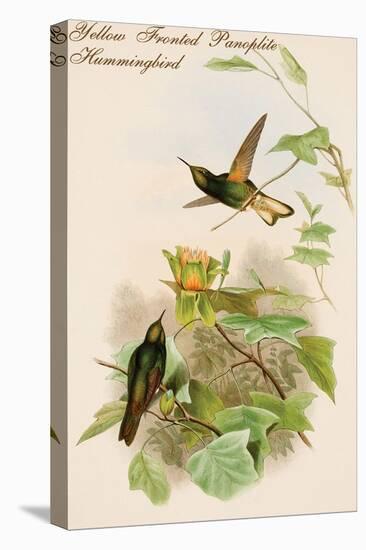 Yellow Fronted Panoplite Hummingbird-John Gould-Stretched Canvas