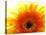 Yellow Gerbera Daisy Sunlit-Sabine Jacobs-Premier Image Canvas