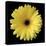 Yellow Gerbera Daisy-Jim Christensen-Premier Image Canvas