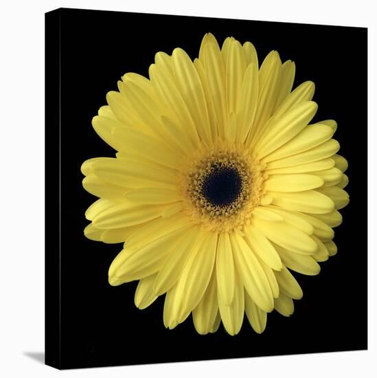 Yellow Gerbera Daisy-Jim Christensen-Premier Image Canvas