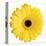 Yellow Gerbera-Christine Zalewski-Stretched Canvas