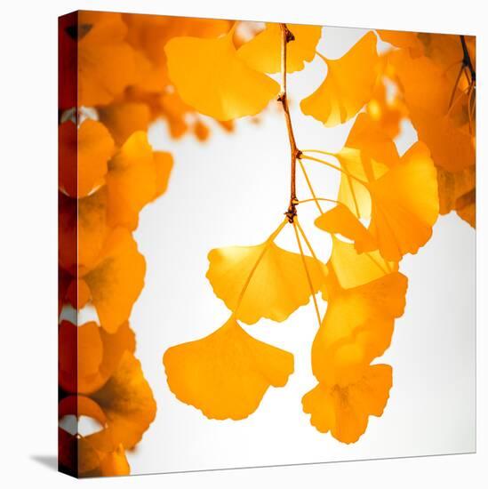 Yellow Ginkgo in Autumn-Philippe Sainte-Laudy-Premier Image Canvas