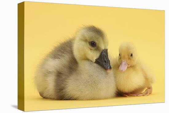 Yellow Gosling and Duckling on Yellow Background-Mark Taylor-Premier Image Canvas