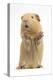 Yellow Guinea Pig Standing Up And Squeaking, Against White Background-Mark Taylor-Premier Image Canvas