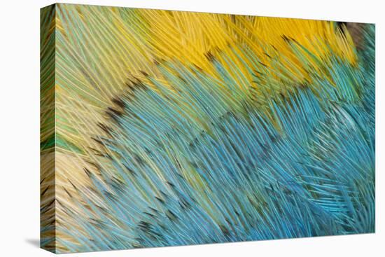 Yellow-Headed Amazon Parrot-Darrell Gulin-Premier Image Canvas