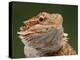 Yellow-Headed Bearded Dragon-null-Premier Image Canvas