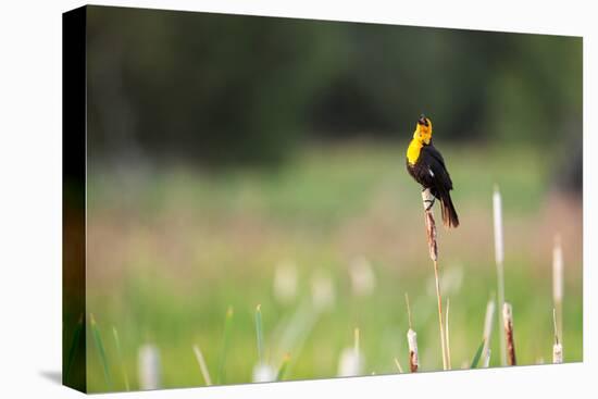 Yellow Headed Blackbird in the National Bison Range, Montana-James White-Premier Image Canvas