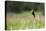 Yellow Headed Blackbird in the National Bison Range, Montana-James White-Premier Image Canvas