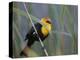 Yellow-Headed Blackbird Male Clings to Stalk Behind Reed, Salton Sea National Wildlife Refuge-Arthur Morris-Premier Image Canvas