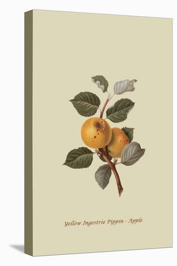 Yellow Ingestrie Pippin - Apple-William Hooker-Stretched Canvas