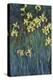 Yellow Irises-Claude Monet-Premier Image Canvas