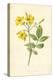 Yellow Jasmine-Frederick Edward Hulme-Premier Image Canvas