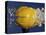 Yellow Jawbreaker Broken-Alan Sailer-Premier Image Canvas