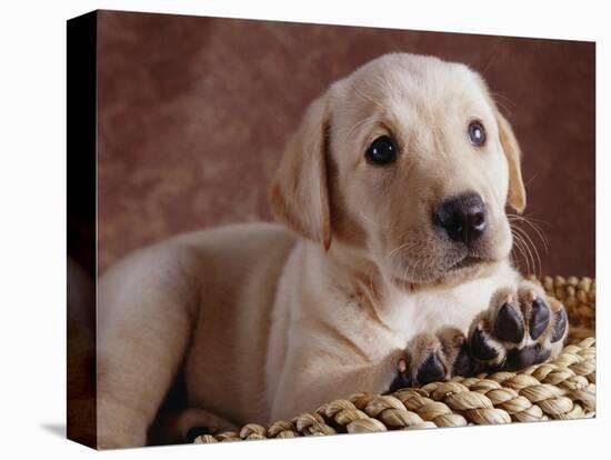 Yellow Lab Puppy in Basket-Jim Craigmyle-Premier Image Canvas