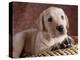 Yellow Lab Puppy in Basket-Jim Craigmyle-Premier Image Canvas