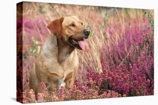 Yellow Labrador Dog-null-Premier Image Canvas