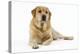 Yellow Labrador Lying Down-null-Premier Image Canvas