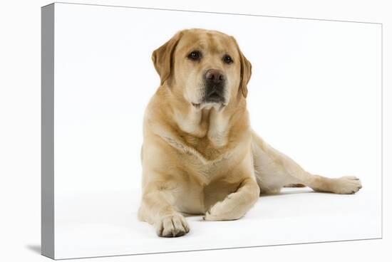 Yellow Labrador Lying Down-null-Premier Image Canvas