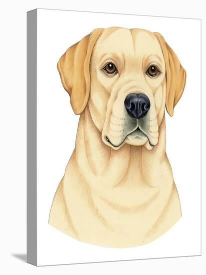 Yellow Labrador Portrait-Tomoyo Pitcher-Premier Image Canvas