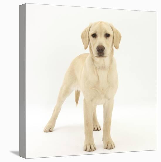 Yellow Labrador Puppy, 5 Months, Standing-Mark Taylor-Premier Image Canvas