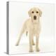 Yellow Labrador Puppy, 5 Months, Standing-Mark Taylor-Premier Image Canvas