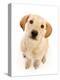 Yellow Labrador puppy, aged 4 months-Mark Taylor-Premier Image Canvas