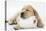Yellow Labrador Puppy Asleep on Toilet Roll, 9 Weeks-null-Premier Image Canvas