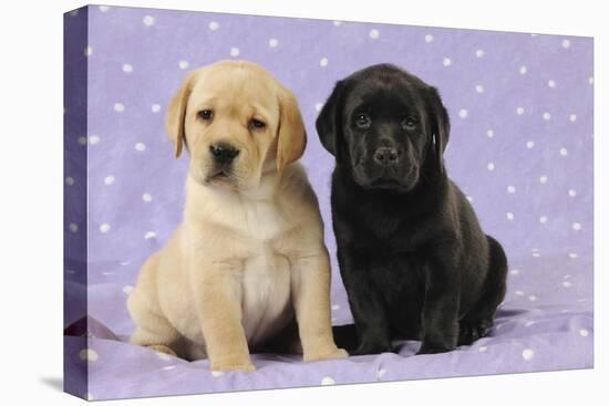 Yellow Labrador Puppy Sitting Next to a Black-null-Premier Image Canvas