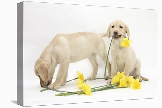 Yellow Labrador Retriever Bitch Puppies, 10 Weeks, Lying with Yellow Daffodils-Mark Taylor-Premier Image Canvas