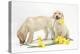 Yellow Labrador Retriever Bitch Puppies, 10 Weeks, Lying with Yellow Daffodils-Mark Taylor-Premier Image Canvas