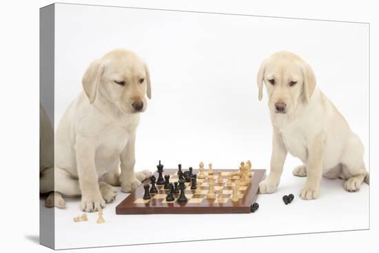 Yellow Labrador Retriever Bitch Puppies, 10 Weeks, Playing Chess-Mark Taylor-Premier Image Canvas