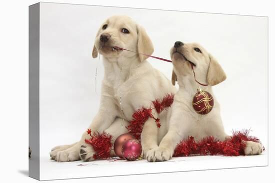 Yellow Labrador Retriever Bitch Puppies, 10 Weeks, Playing with Christmas Decorations-Mark Taylor-Premier Image Canvas