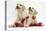 Yellow Labrador Retriever Bitch Puppies, 10 Weeks, Playing with Christmas Decorations-Mark Taylor-Premier Image Canvas