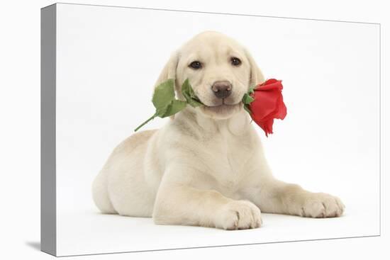 Yellow Labrador Retriever Bitch Puppy, 10 Weeks, Holding a Red Rose-Mark Taylor-Premier Image Canvas