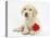 Yellow Labrador Retriever Bitch Puppy, 10 Weeks, Lying with a Red Rose-Mark Taylor-Premier Image Canvas