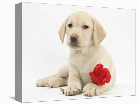 Yellow Labrador Retriever Bitch Puppy, 10 Weeks, Lying with a Red Rose-Mark Taylor-Premier Image Canvas