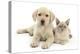 Yellow Labrador Retriever Bitch Puppy, 9 Weeks, and Young Burmese Cat-Mark Taylor-Premier Image Canvas